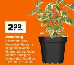 OBI Mottenkönig (Plectranthus fru.) Angebot