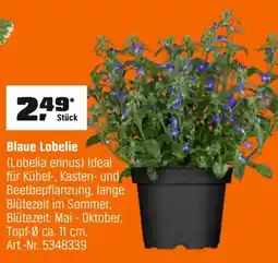 OBI Blaue Lobelie (Lobelia erinus) Angebot