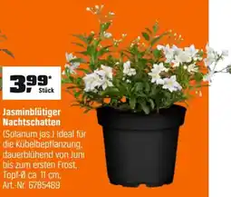 OBI Jasminblütiger Nachtschatten (Solanum jas.) Angebot