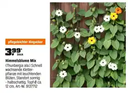 OBI Himmelsblume Mix (Thunbergia ala.) Angebot