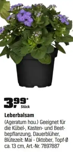 OBI Leberbalsam (Ageratum hou.) Angebot