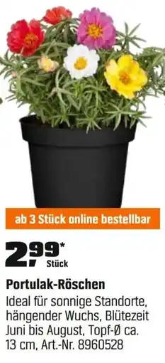 OBI Portulak-Röschen Angebot