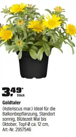 OBI Goldtaler (Asteriscus mar.) Angebot