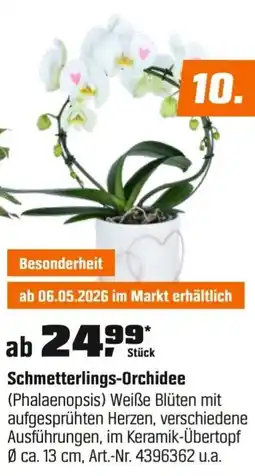 OBI Schmetterlings-Orchidee (Phalaenopsis) Angebot