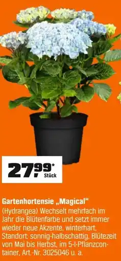 OBI Gartenhortensie,,Magical" (Hydrangea) Angebot