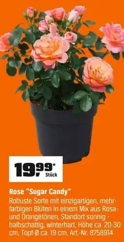 OBI Rose "Sugar Candy" Angebot