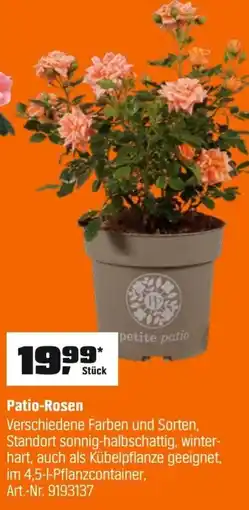 OBI Patio-Rosen Angebot
