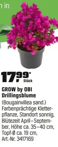 OBI GROW by OBI Drillingsblume (Bougainvillea sand.) Angebot