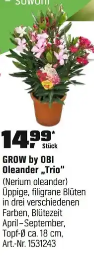 OBI GROW by OBI Oleander „,Trio" (Nerium oleander) Angebot