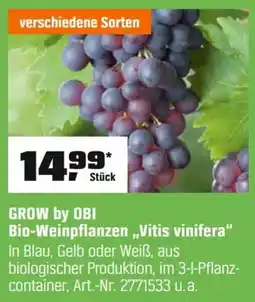 OBI GROW by OBI Bio-Weinpflanzen „,Vitis vinifera" Angebot