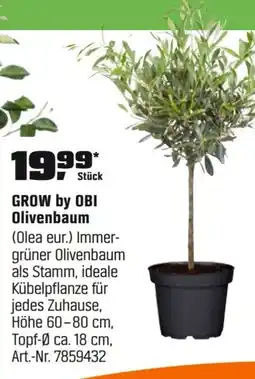 OBI GROW by OBI Olivenbaum (Olea eur.) Angebot
