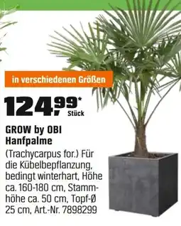 OBI GROW by OBI Hanfpalme (Trachycarpus for.) Angebot