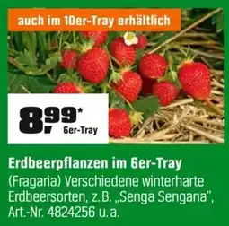 OBI Erdbeerpflanzen im 6er-Tray (Fragaria) Angebot