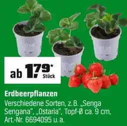 OBI Erdbeerpflanzen Angebot
