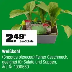 OBI Weiẞkohl Angebot