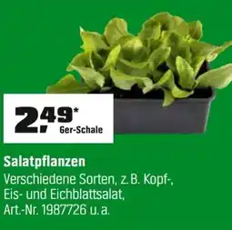 OBI Salatpflanzen Angebot