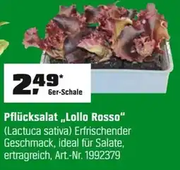 OBI Pflücksalat,,Lollo Rosso" (Lactuca sativa) Angebot