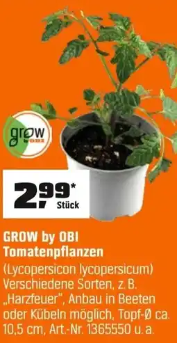 OBI GROW by OBI Tomatenpflanzen (Lycopersicon lycopersicum) Angebot