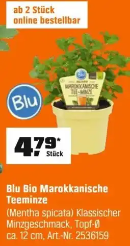 OBI Blu Bio Marokkanische Teeminze Angebot