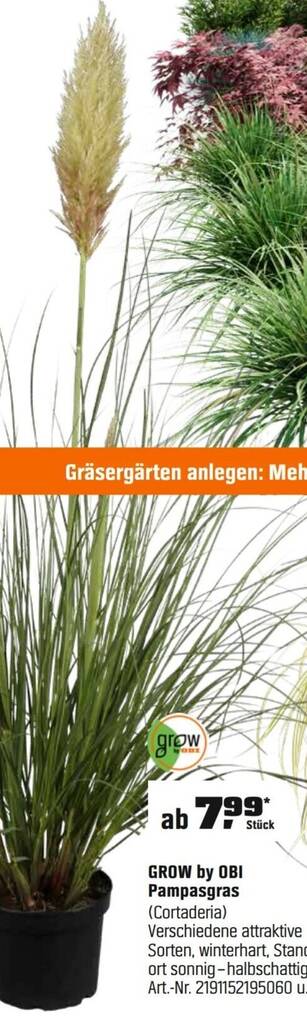 GROW by OBI Pampasgras (Cortaderia) Angebot bei OBI
