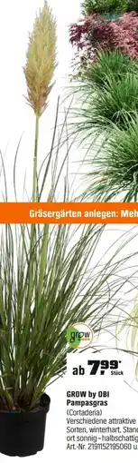 OBI GROW by OBI Pampasgras (Cortaderia) Angebot