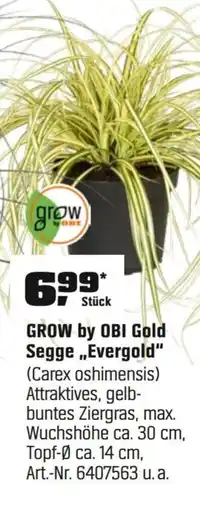 OBI GROW by OBI Gold Segge,,Evergold" (Carex oshimensis) Angebot
