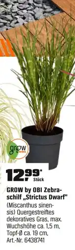 OBI GROW by OBI Zebra- schilf,,Strictus Dwarf" (Miscanthus sinen- sis) Angebot