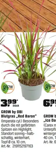 OBI GROW by OBI Blutgras,,Red Baron" (Imperata cyl.) Angebot