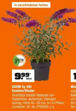 OBI GROW by OBI Sommerflieder (Buddleja davidii) Angebot