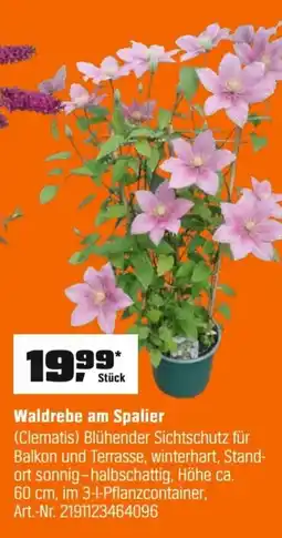 OBI Waldrebe am Spalier (Clematis) Angebot