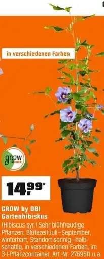 OBI GROW by OBI Gartenhibiskus (Hibiscus syr.) Angebot