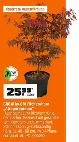 OBI GROW by OBI Fächerahorn ,,Atropurpureum" (Acer palmatum) Angebot