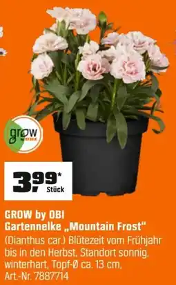 OBI GROW by OBI Gartennelke,,Mountain Frost" (Dianthus car.) Angebot