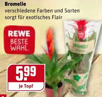 REWE Bromelie Angebot