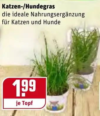 REWE Katzen/Hundegras Angebot