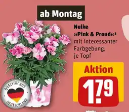 REWE Nelke Pink & Proud Angebot
