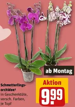 REWE Schmetterlings orchidee Angebot