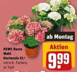 REWE REWE Beste Wahl Hortensie XL Angebot