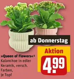 REWE Queen of Flowers Angebot