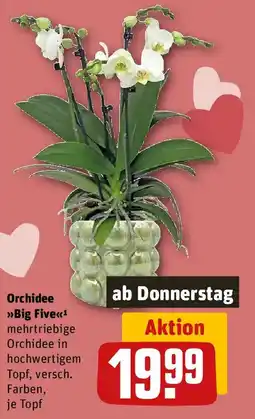 REWE Orchidee Big Five Angebot