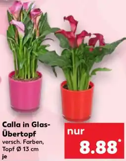 Kaufland Calla in Glas Übertopf Angebot