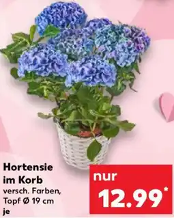 Kaufland Hortensie im Korb Angebot