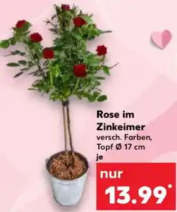 Kaufland Rose im Zinkeimer Angebot