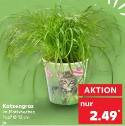 Kaufland Katzengras Angebot