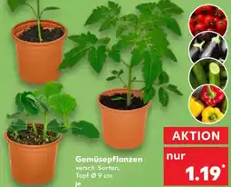 Kaufland Gemüsepflanzen Angebot