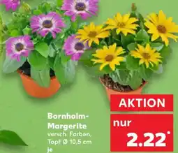 Kaufland Bornholm Margerite Angebot