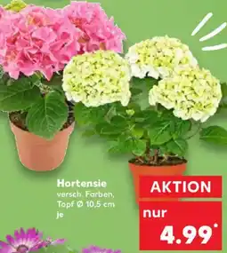 Kaufland Hortensie Angebot