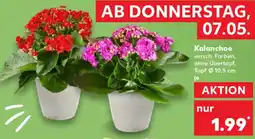 Kaufland Kalanchoe Angebot