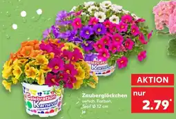 Kaufland Zauberglöckchen Angebot