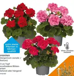 Globus Baumarkt Geranien Angebot